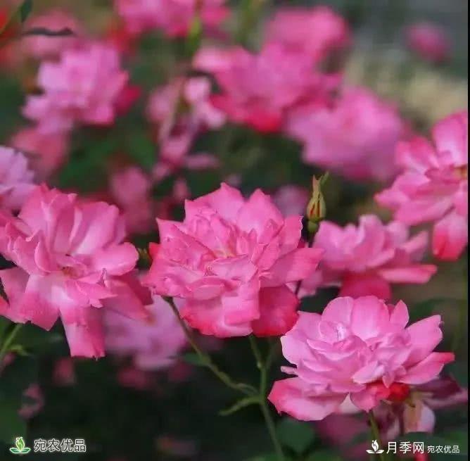 月季史詩(shī)，被中國70多個(gè)城市選為市花的月季，究竟有怎樣的魅力？(圖9)