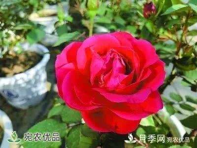 月季史詩(shī)，被中國70多個(gè)城市選為市花的月季，究竟有怎樣的魅力？(圖12)