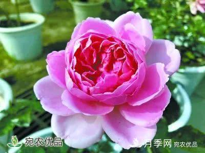 月季史詩(shī)，被中國70多個(gè)城市選為市花的月季，究竟有怎樣的魅力？(圖13)
