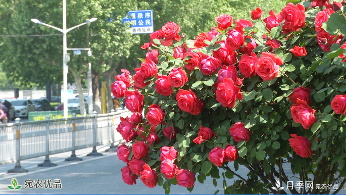 美不勝收芳香怡人！濟寧街頭月季花開(kāi)正艷(圖1)