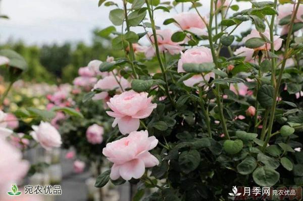 樹(shù)狀月季的價(jià)格，南陽(yáng)產(chǎn)地為什么這么便宜？(圖3)