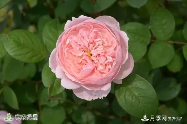 月季，市花之***，東西方的混血美人(圖1)