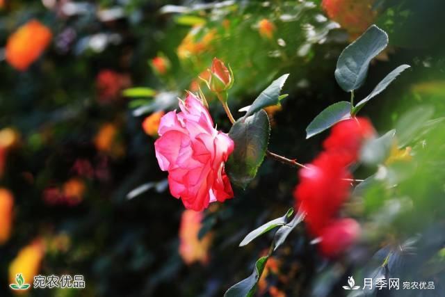 月季，市花之***，東西方的混血美人(圖3)