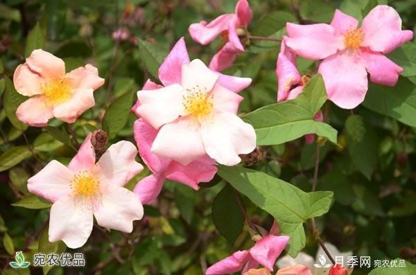 月季，市花之***，東西方的混血美人(圖2)