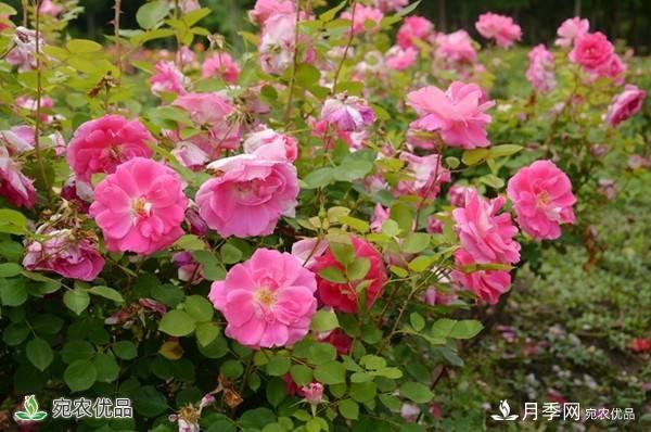 月季，市花之***，東西方的混血美人(圖6)