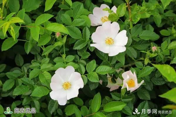 月季，市花之***，東西方的混血美人(圖4)