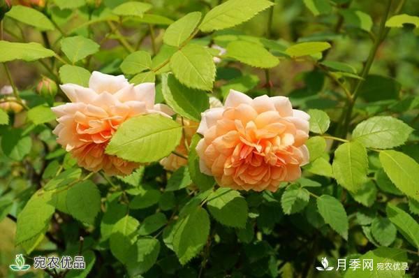 月季，市花之***，東西方的混血美人(圖8)