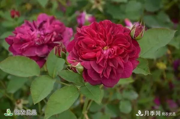 月季，市花之***，東西方的混血美人(圖5)
