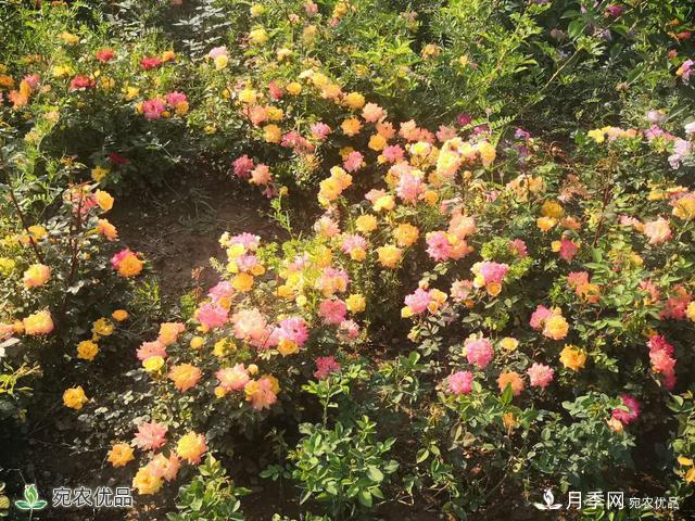 河南南陽(yáng)鎮平縣趙河公園 五一月季花開(kāi)美如畫(huà)(圖1)