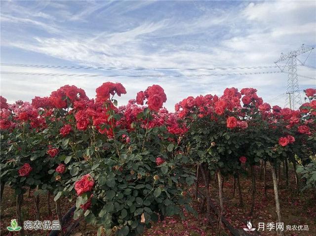 1.2萬(wàn)畝月季園區 南陽(yáng)方城博望鎮月季花農過(guò)上花樣生活(圖1)