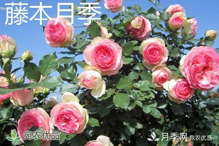 藤本月季和灌木月季的區別辦法(圖4)