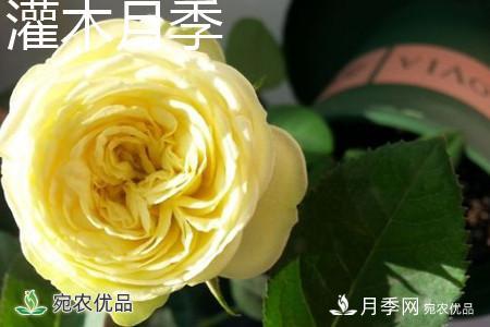 藤本月季和灌木月季的區別辦法(圖5)