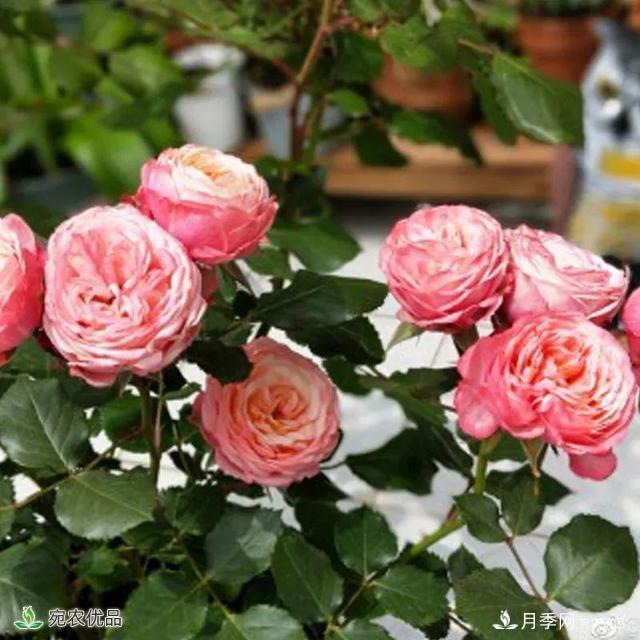 18種漂亮的藤本月季灌木月季微型月季，夏天就要養一盆，越熱越開(kāi)爆！(圖14)