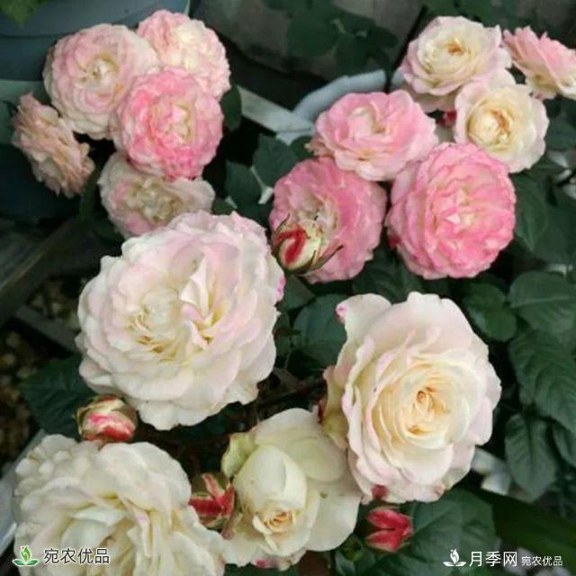 18種漂亮的藤本月季灌木月季微型月季，夏天就要養一盆，越熱越開(kāi)爆！(圖18)