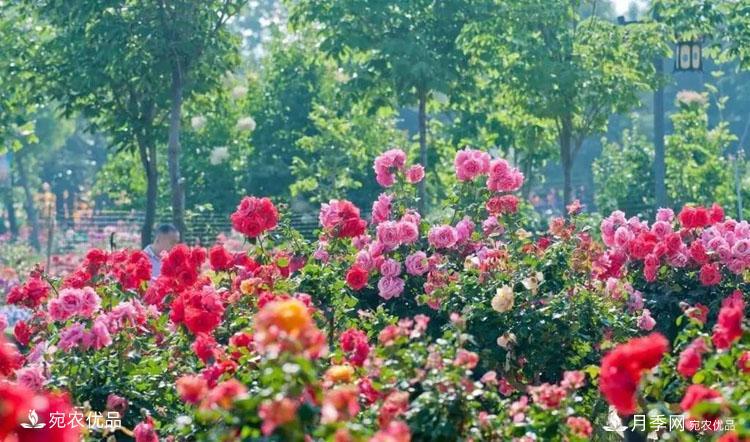 萊州月季，任尚泉月季花海里的兵支書(shū)(圖1)