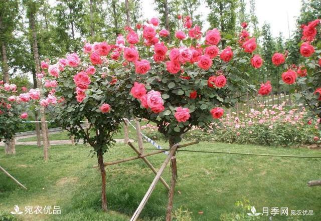 養花屆的新寵兒樹(shù)狀月季，南陽(yáng)月季樹(shù)好不好養呢？(圖5)