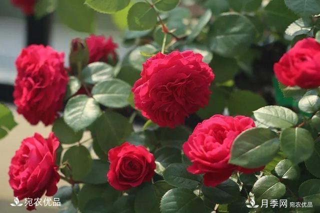    30種漂亮的月季花，必須來(lái)一盆，讓你一次養個(gè)夠！(圖6)