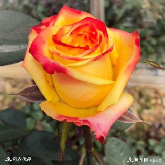    30種漂亮的月季花，必須來(lái)一盆，讓你一次養個(gè)夠！(圖13)