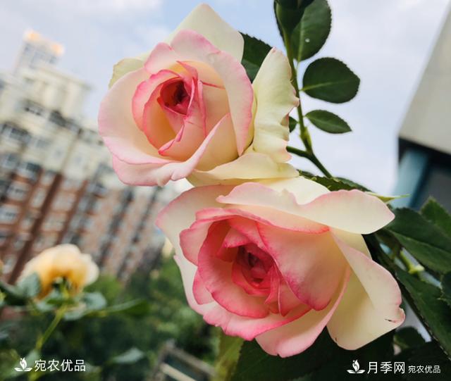 15款經(jīng)典月季花，好看好養，月季花開(kāi)看花海！(圖8)