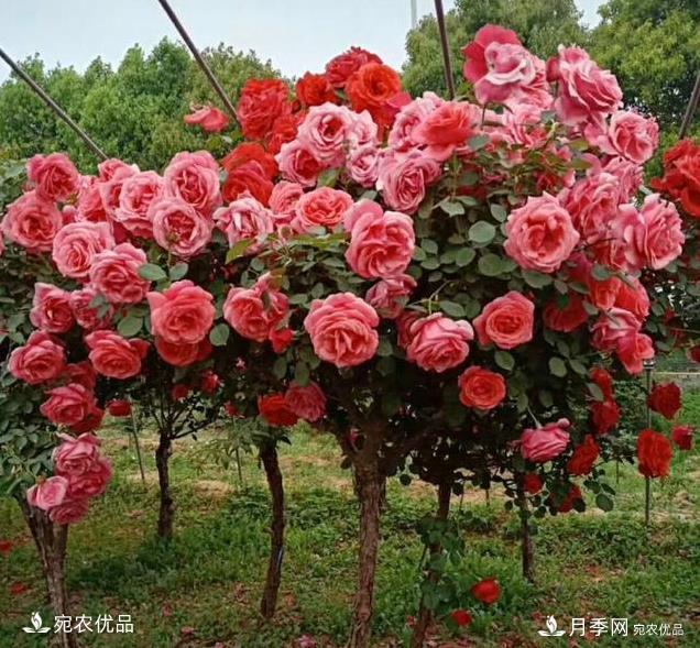 月季品種那么多，為什么中國月季越來(lái)越?jīng)]有地位沒(méi)有市場(chǎng)？(圖2)
