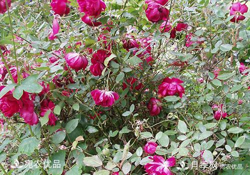月季強筍怎么處理？(圖2)