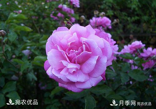 月季強筍怎么處理？(圖3)