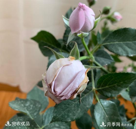 3個(gè)“僵尸”月季品種，選擇需謹慎，僵苞爛苞是常態(tài)(圖4)