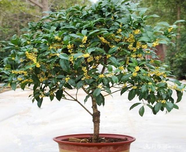 桂花盆栽開(kāi)花少或不開(kāi)花，找準4個(gè)原因來(lái)年花開(kāi)滿(mǎn)樹(shù)(圖1)