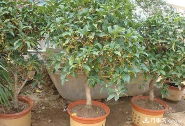 桂花盆栽開(kāi)花少或不開(kāi)花，找準4個(gè)原因來(lái)年花開(kāi)滿(mǎn)樹(shù)(圖3)