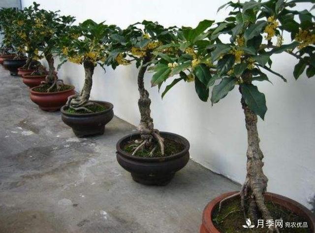 桂花盆栽開(kāi)花少或不開(kāi)花，找準4個(gè)原因來(lái)年花開(kāi)滿(mǎn)樹(shù)(圖2)