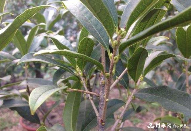 桂花盆栽開(kāi)花少或不開(kāi)花，找準4個(gè)原因來(lái)年花開(kāi)滿(mǎn)樹(shù)(圖4)
