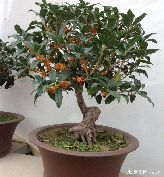 桂花盆栽開(kāi)花少或不開(kāi)花，找準4個(gè)原因來(lái)年花開(kāi)滿(mǎn)樹(shù)(圖5)