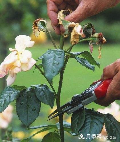 月季養護下開(kāi)幾茬花，從夏開(kāi)到深秋，更不會(huì )招惹蟲(chóng)子(圖1)