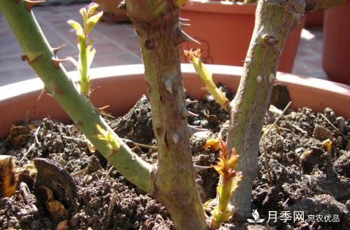 月季養護下開(kāi)幾茬花，從夏開(kāi)到深秋，更不會(huì )招惹蟲(chóng)子(圖3)
