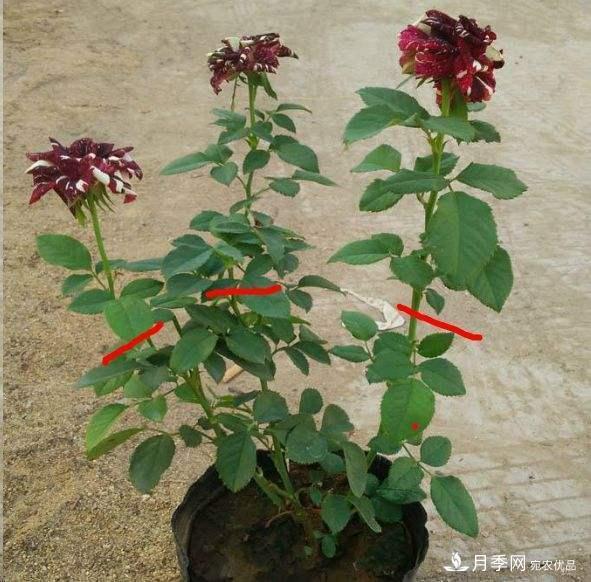 月季養護下開(kāi)幾茬花，從夏開(kāi)到深秋，更不會(huì )招惹蟲(chóng)子(圖4)