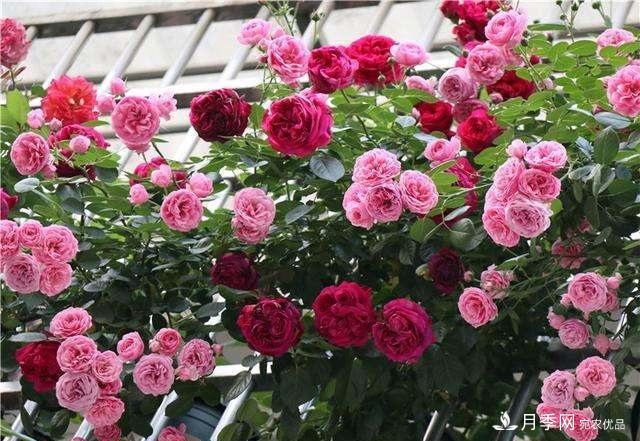 月季養護下開(kāi)幾茬花，從夏開(kāi)到深秋，更不會(huì )招惹蟲(chóng)子(圖6)