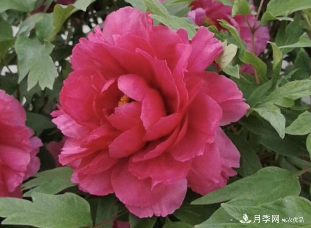 有一種花栽培歷史已有1500年，有國色天香之稱(chēng)，花朵艷麗(圖2)