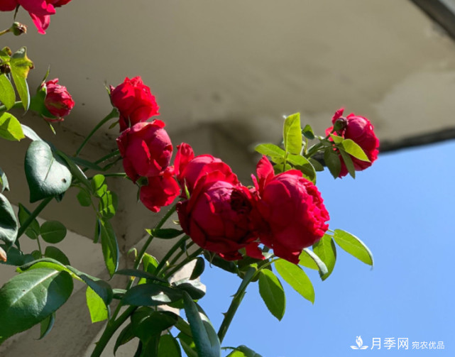 月季夏天會(huì )變丑？這8種耐熱月季，越開(kāi)越好看！(圖2)