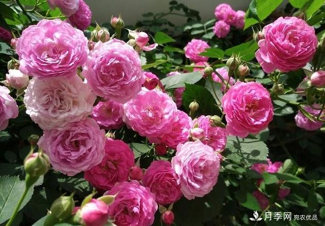 月季花友如何給家里月季栽培管理，開(kāi)出一片花海(圖1)