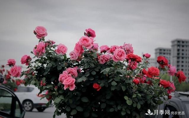 月季花友如何給家里月季栽培管理，開(kāi)出一片花海(圖3)