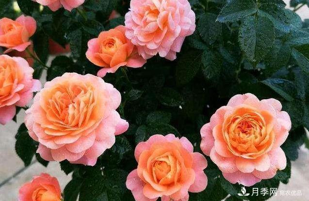 月季病害多開(kāi)花少？這2件事養護要常做，葉茂花更旺(圖4)