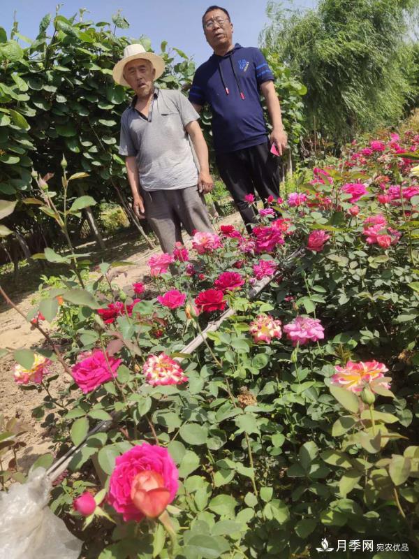 河南省尉氏縣張市鎮：月季花開(kāi)出了貧困戶(hù)的好日子(圖1)