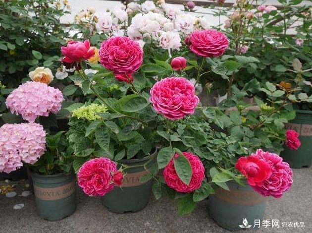 月季花這么漂亮，為什么有人說(shuō)不能種在家里呢(圖3)