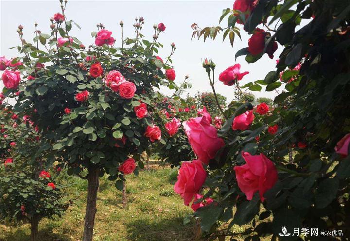 古樁月季樹(shù)開(kāi)花少的原因是什么？(圖1)