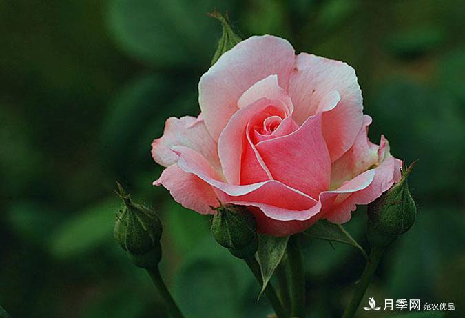 月季花的栽培管理要點(diǎn)有哪些？(圖1)