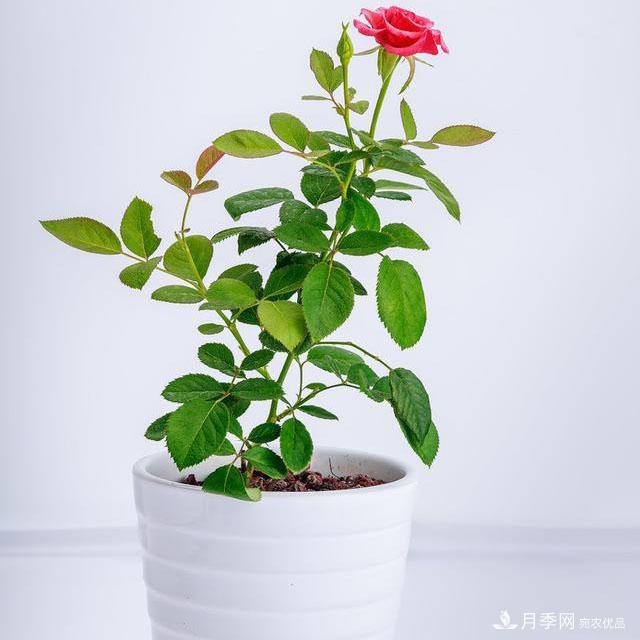 怎么分辨月季的盲枝？月季花盲枝原因以及處理方法(圖2)
