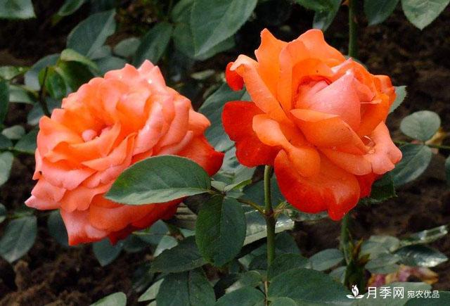 怎么分辨月季的盲枝？月季花盲枝原因以及處理方法(圖1)