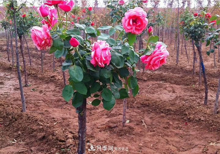 2.3.4.5.6公分內鄉樹(shù)狀月季基地全網(wǎng)低價(jià)批發(fā)(圖3)