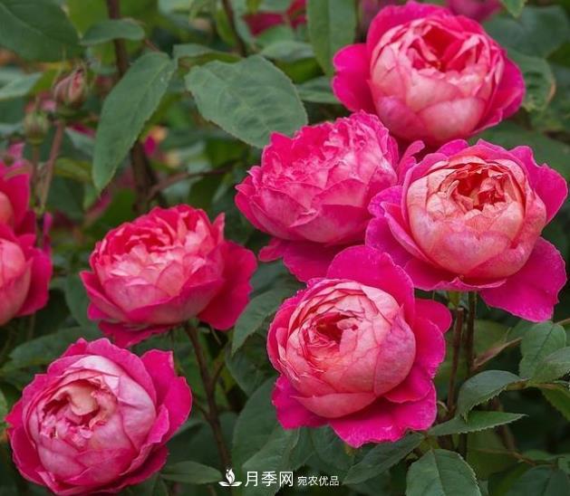 不同品種月季間隔多遠種一顆***合適？太稀影響開(kāi)花效果，太密植株長(cháng)勢不好(圖1)