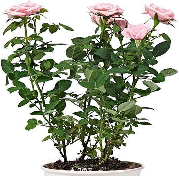 不同品種月季間隔多遠種一顆***合適？太稀影響開(kāi)花效果，太密植株長(cháng)勢不好(圖3)